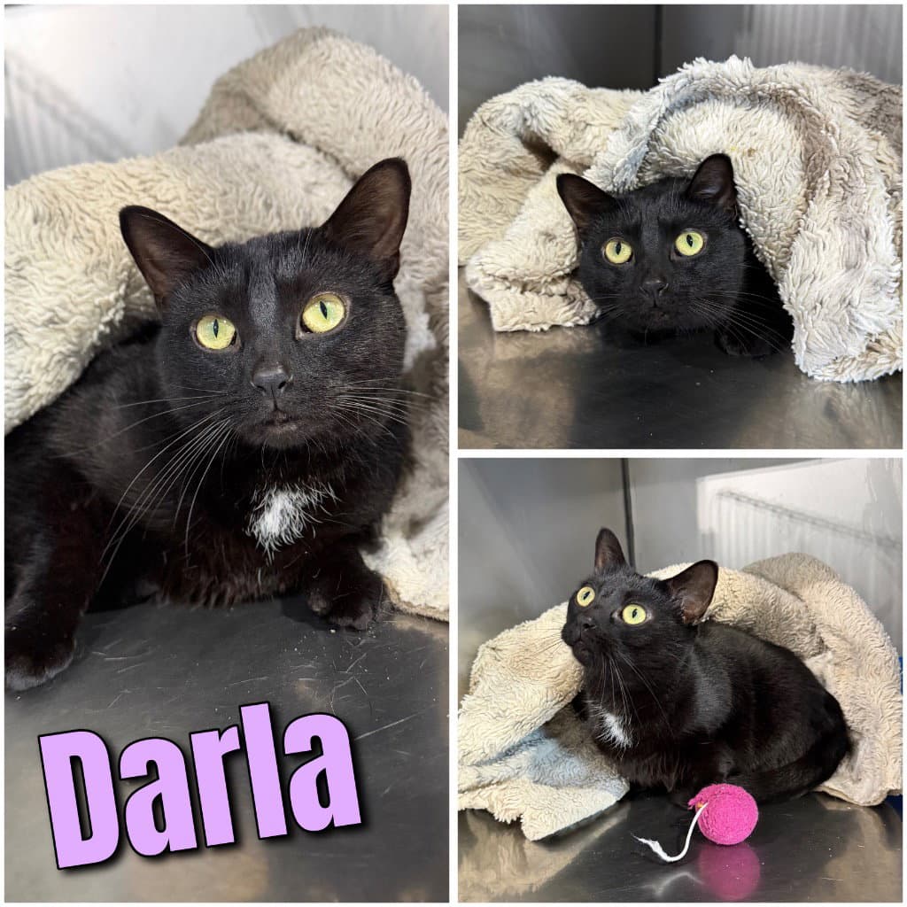 Darla- Declawed - Domestic Medium Hair