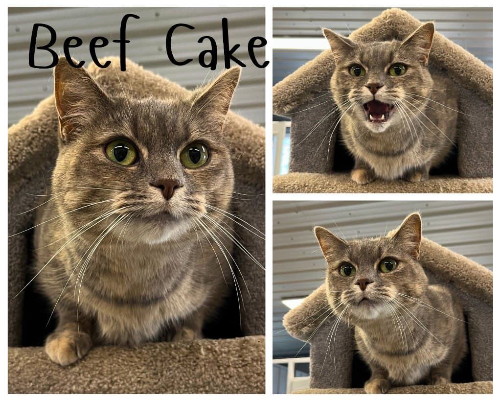 Beef Cake - Domestic Short Hair