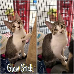 Glow Stick image 1