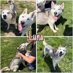 Luna image 1