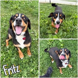 Fritz image 1