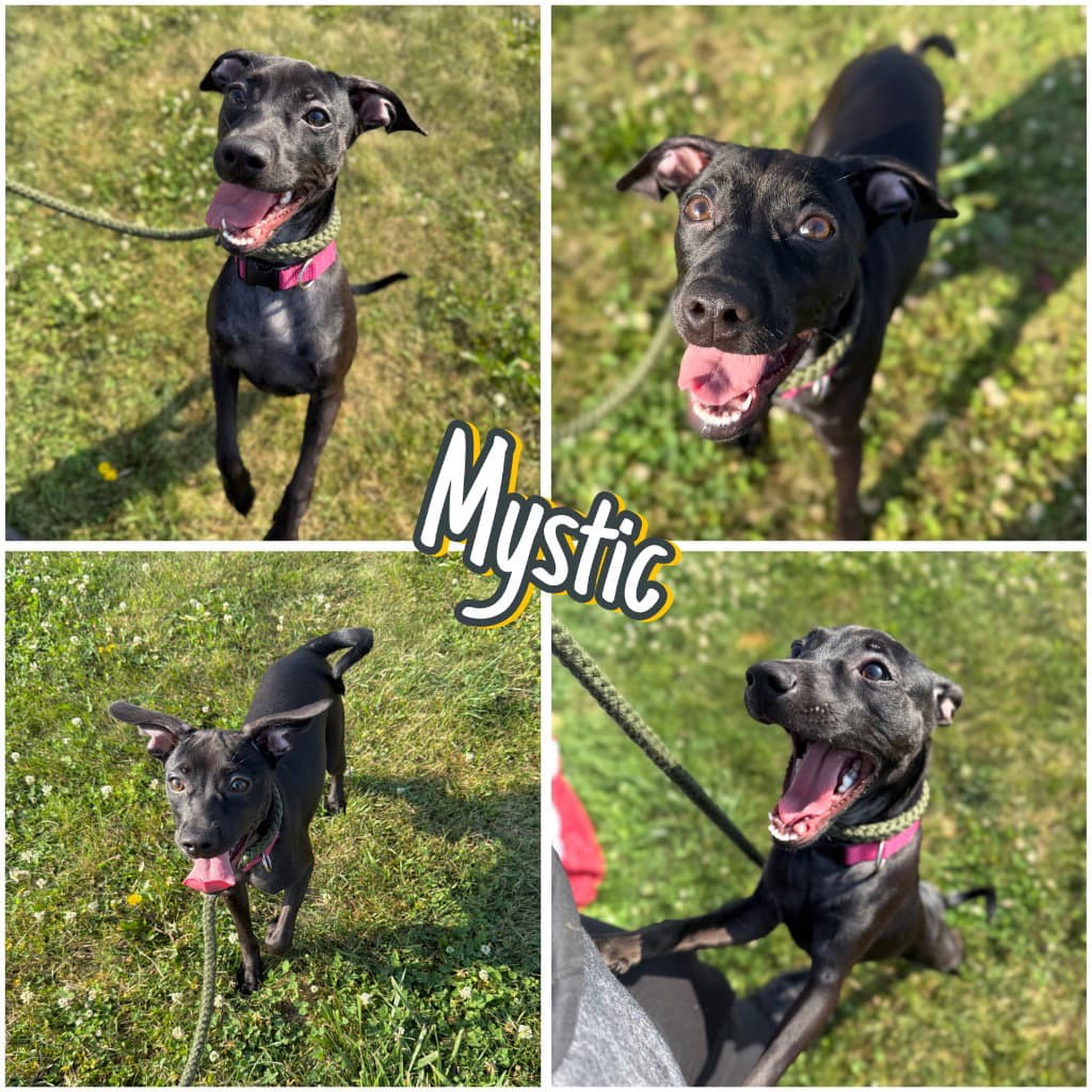 Mystic - Terrier