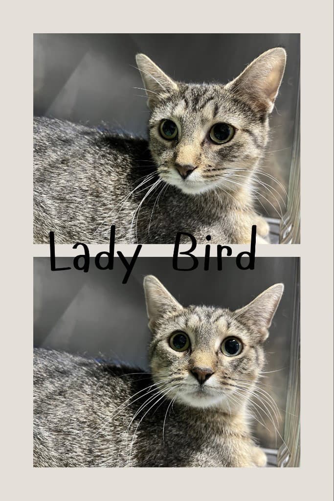Lady Bird- Retired Momma - Domestic Short Hair