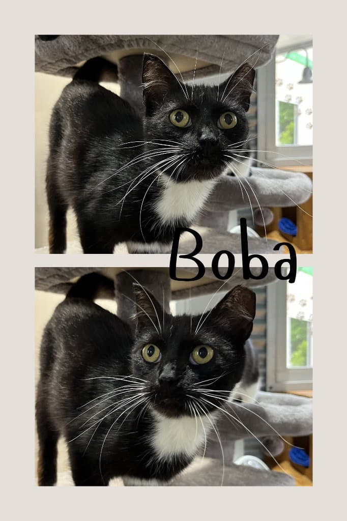 Boba- Silo - Domestic Short Hair