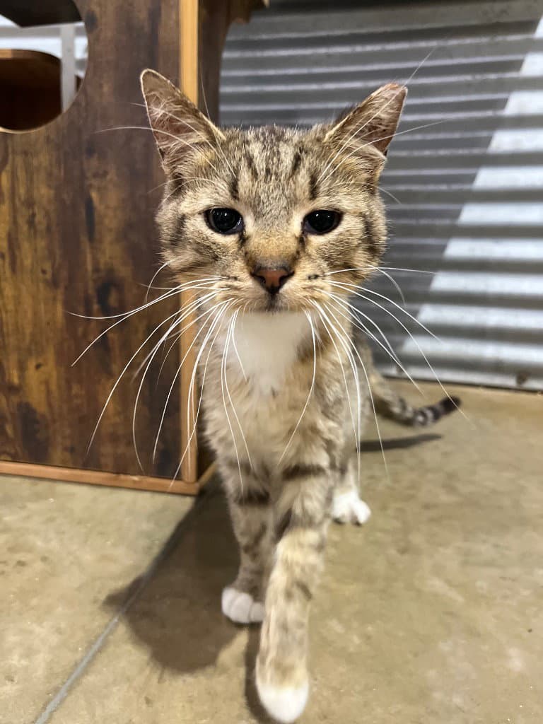 Thomas- Silo - Domestic Short Hair