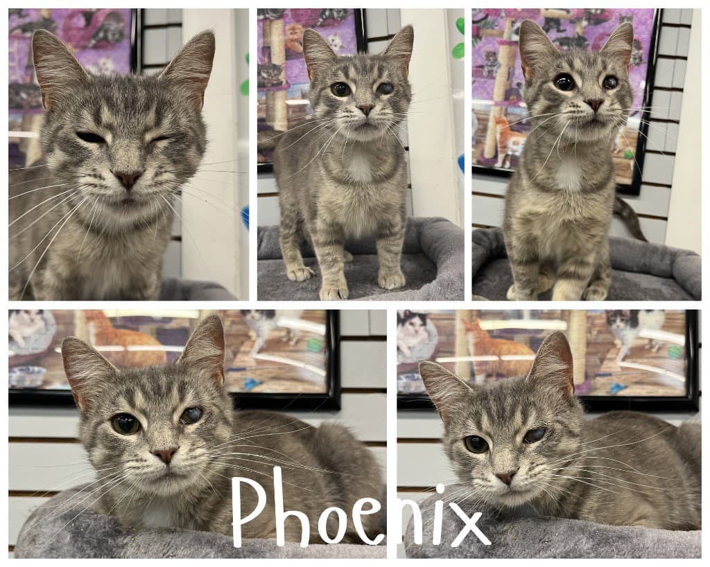 Phoenix- Retired Momma - Domestic Medium Hair