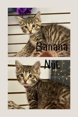 Banana Nut image 1