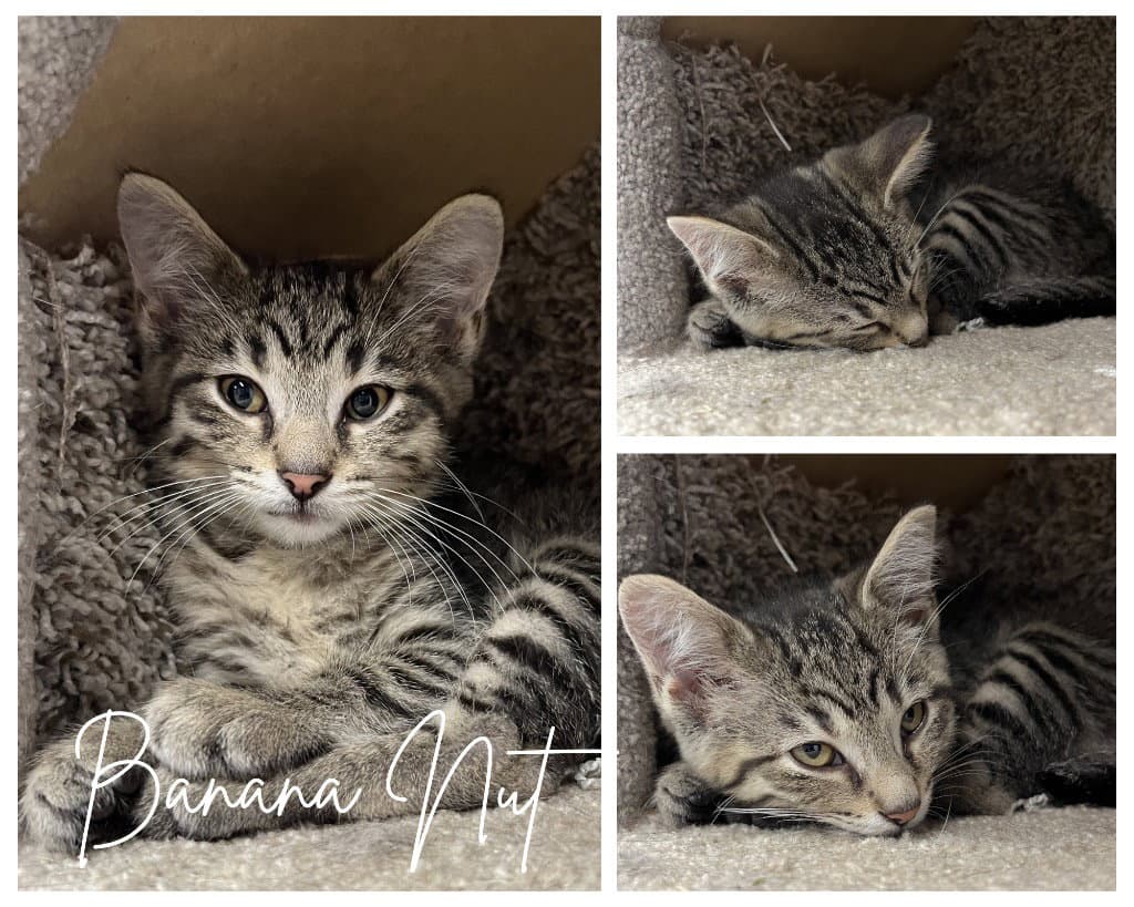 Banana Nut - Domestic Short Hair