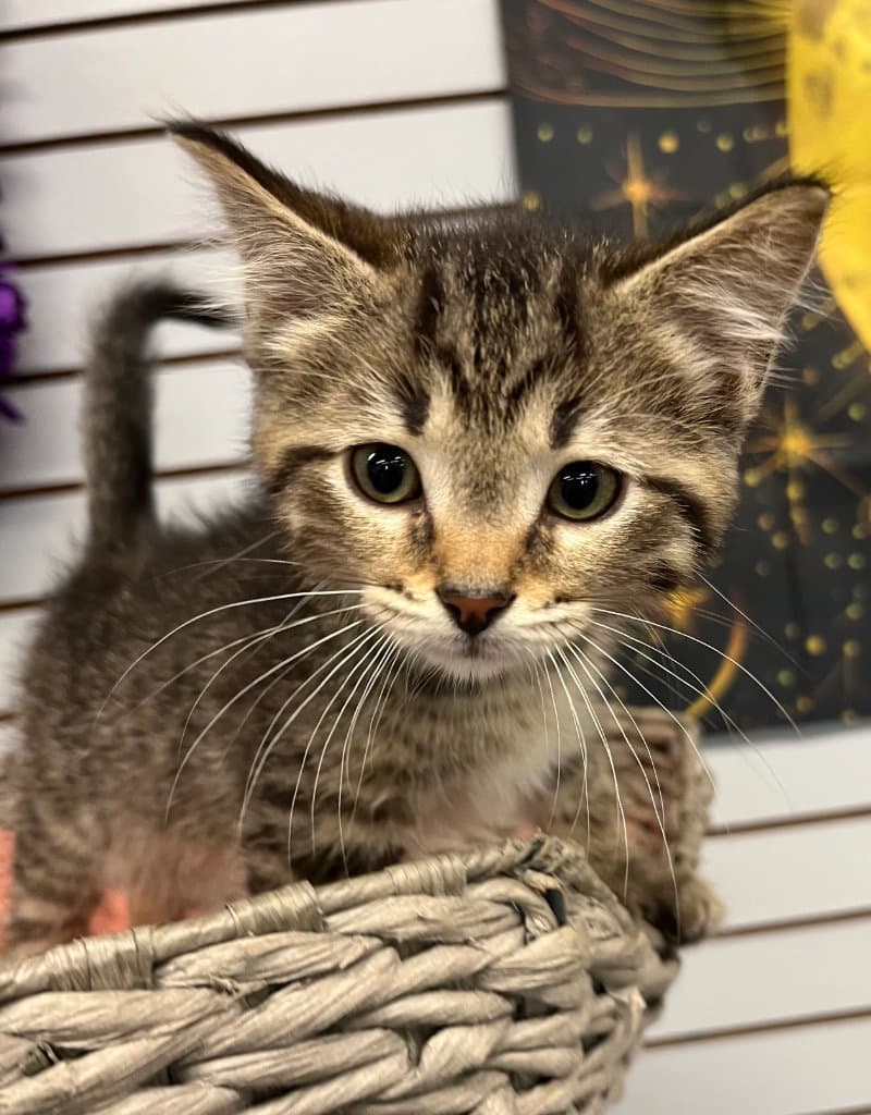 Chico-Fil-A - Domestic Short Hair