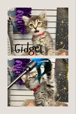 Gidget image 1