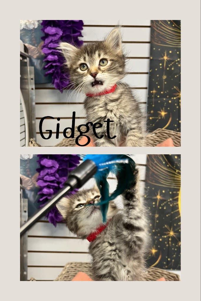 Gidget - Domestic Medium Hair