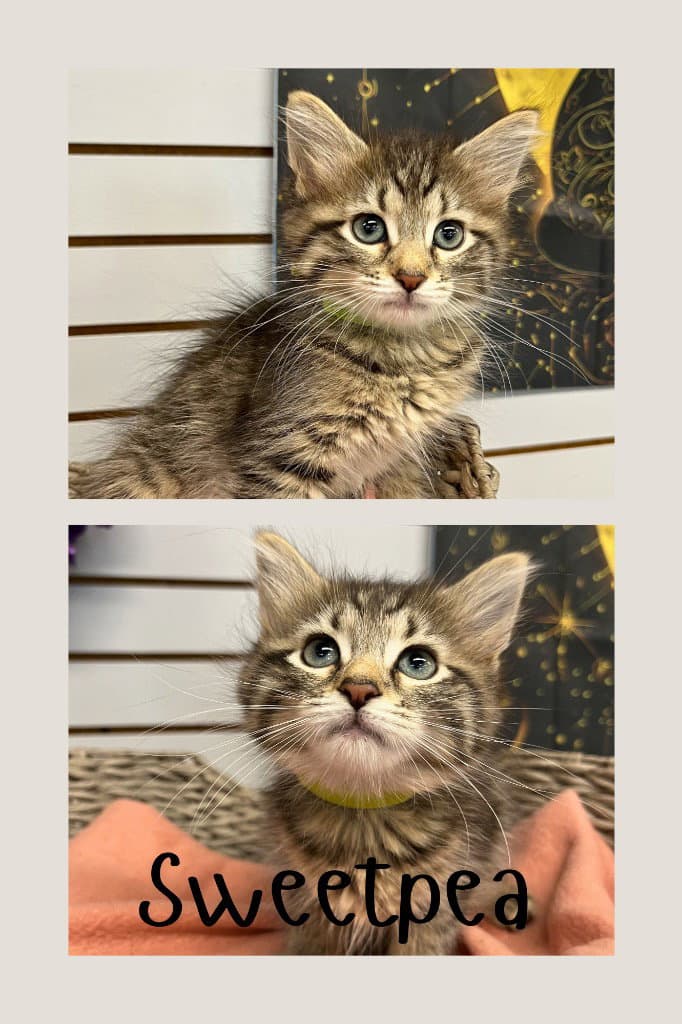 Sweetpea - Domestic Medium Hair