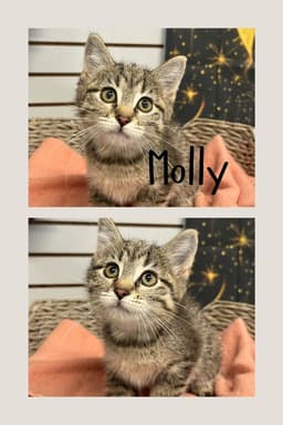 Molly image 1