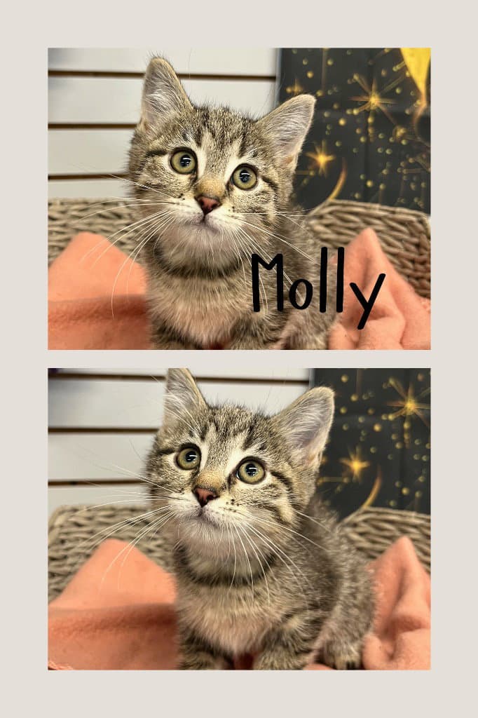 Molly - Domestic Medium Hair