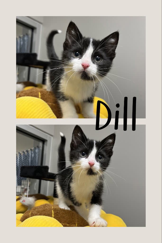Dill - Domestic Short Hair