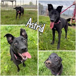 Astrid image 1