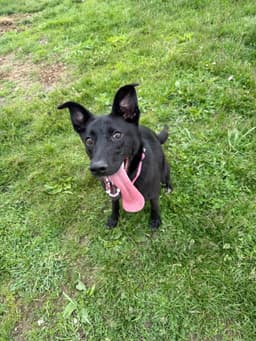 Astrid image 4