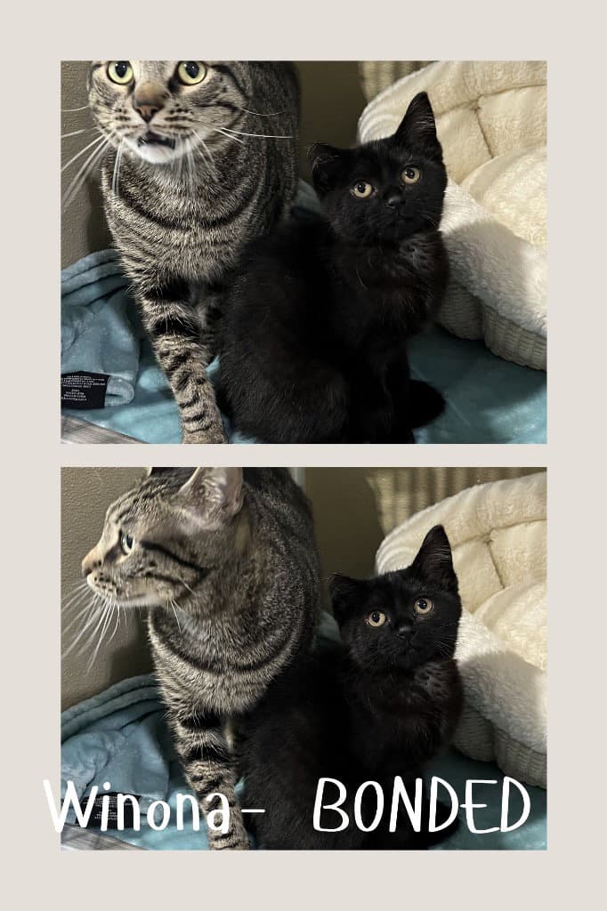 Winona- Bonded Pair - Domestic Short Hair