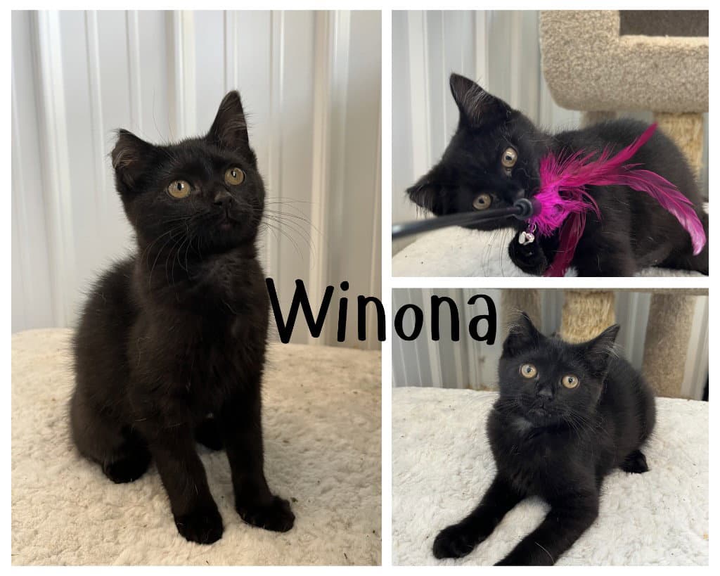 Winona- Bonded Pair - Domestic Short Hair