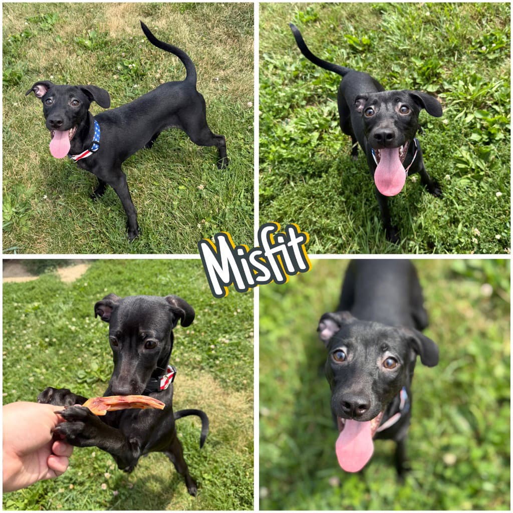 Misfit - Terrier