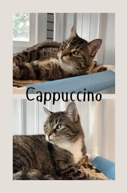 Cappuccino Front Declawed image 1