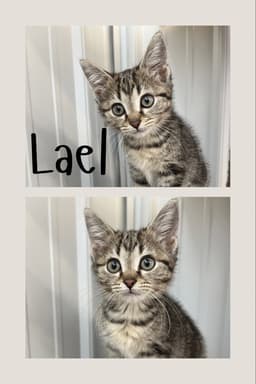 Lael image 1