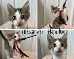Alexander Hamilton image 1
