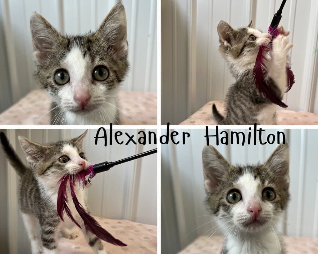 Alexander Hamilton - Domestic Short Hair