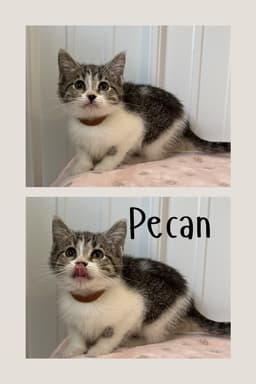 Pecan image 1