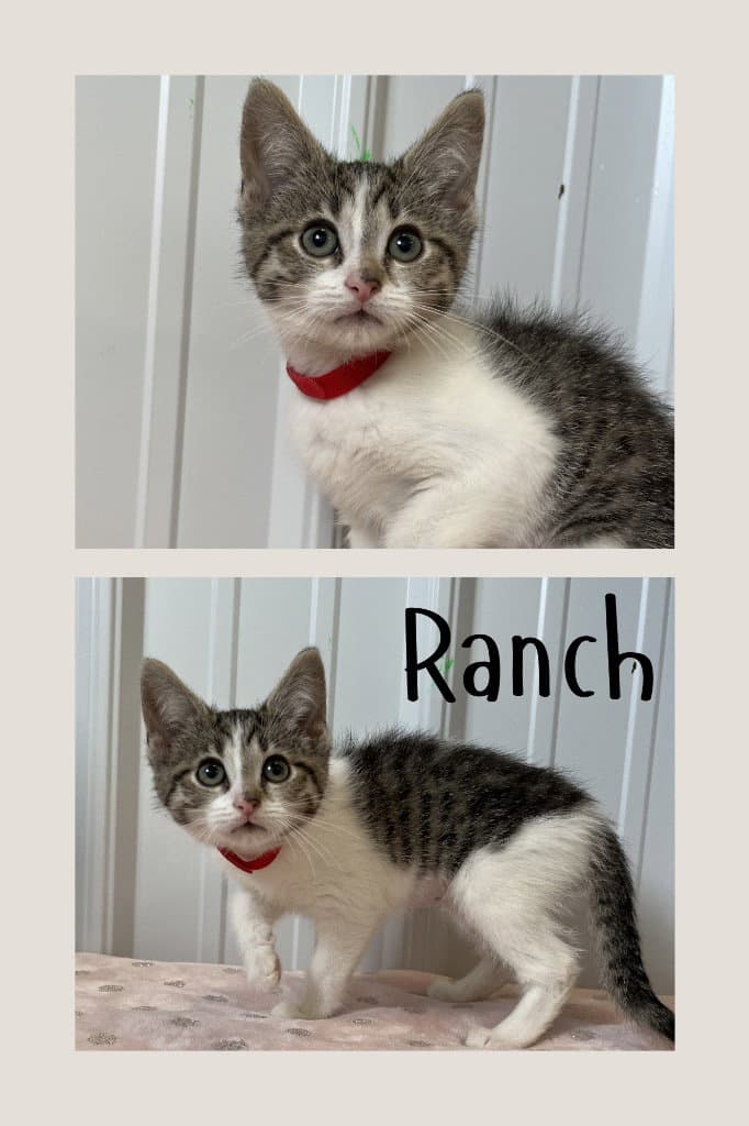 Ranch - Domestic Short Hair