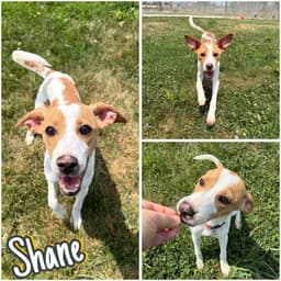 Shane image 1