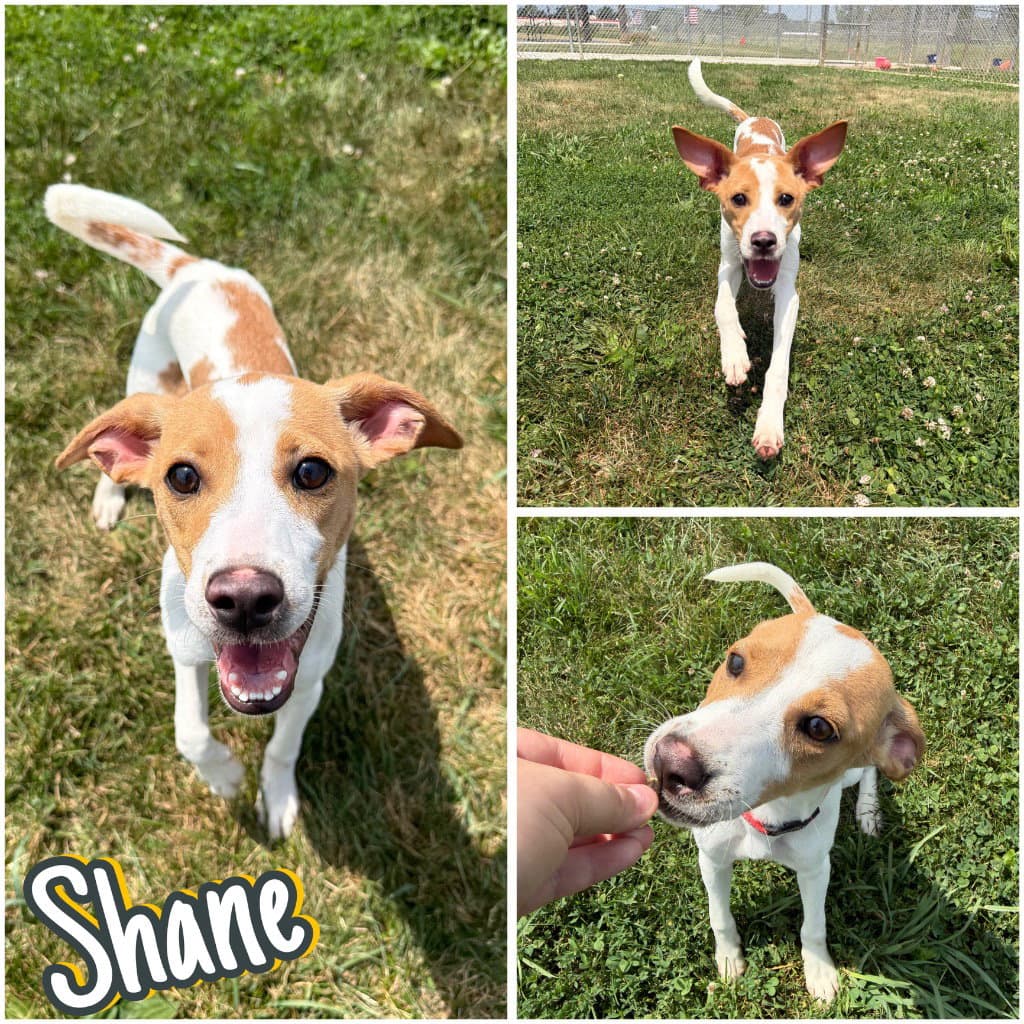 Shane - Terrier