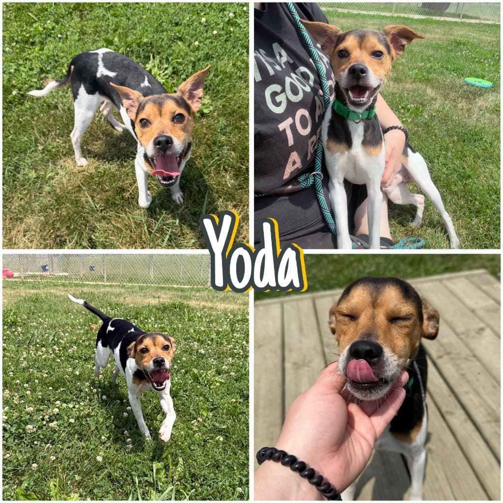 Yoda - Rat Terrier