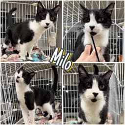 Milo image 1