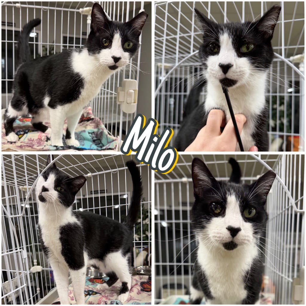 Milo - Domestic Short Hair