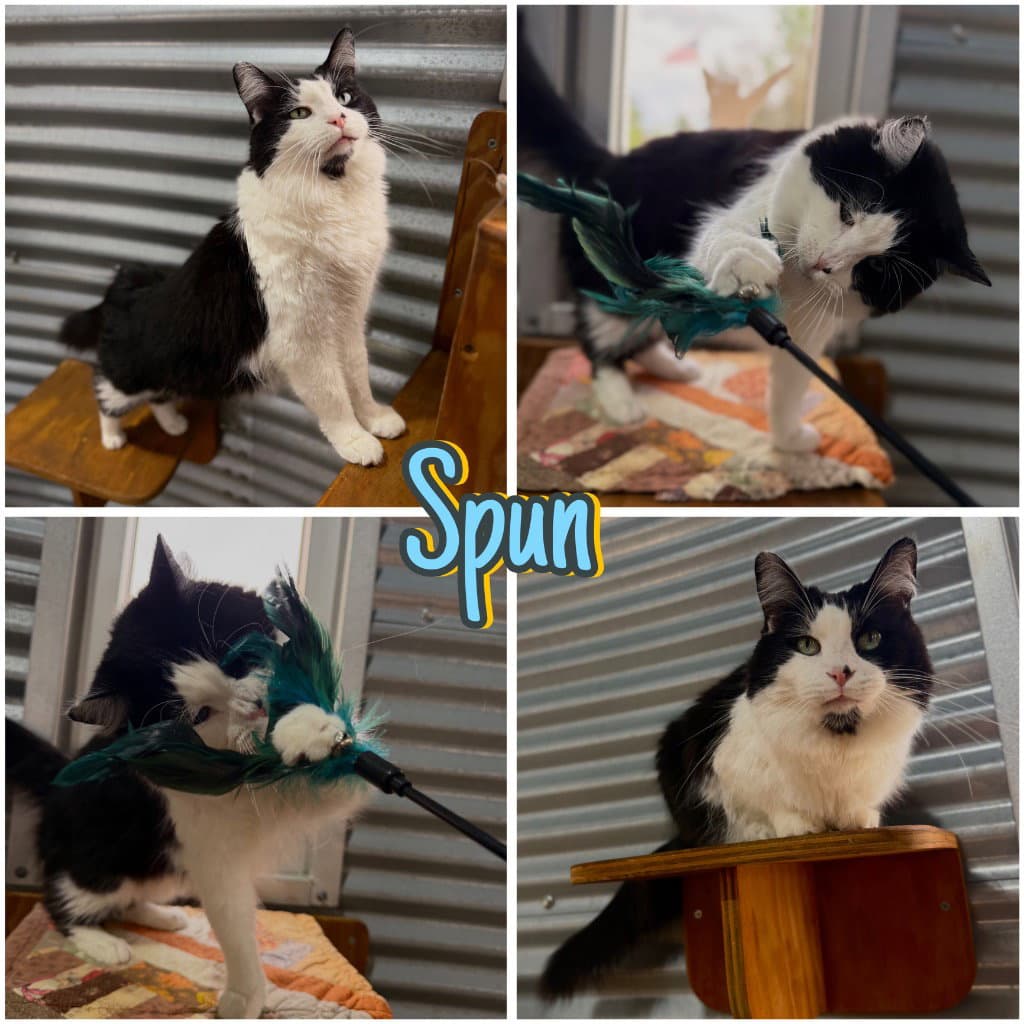 Spun - Domestic Long Hair