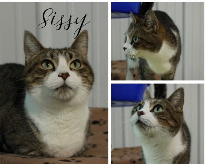 Sissy- Silo - Domestic Short Hair