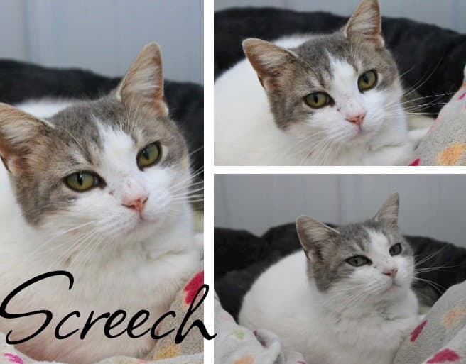 Screech - Domestic Short Hair