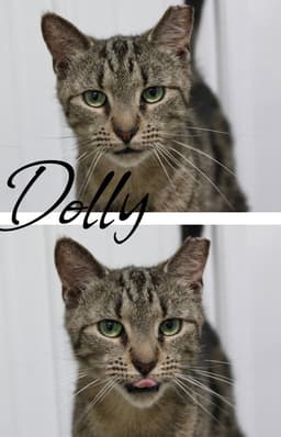 Dolly image 1