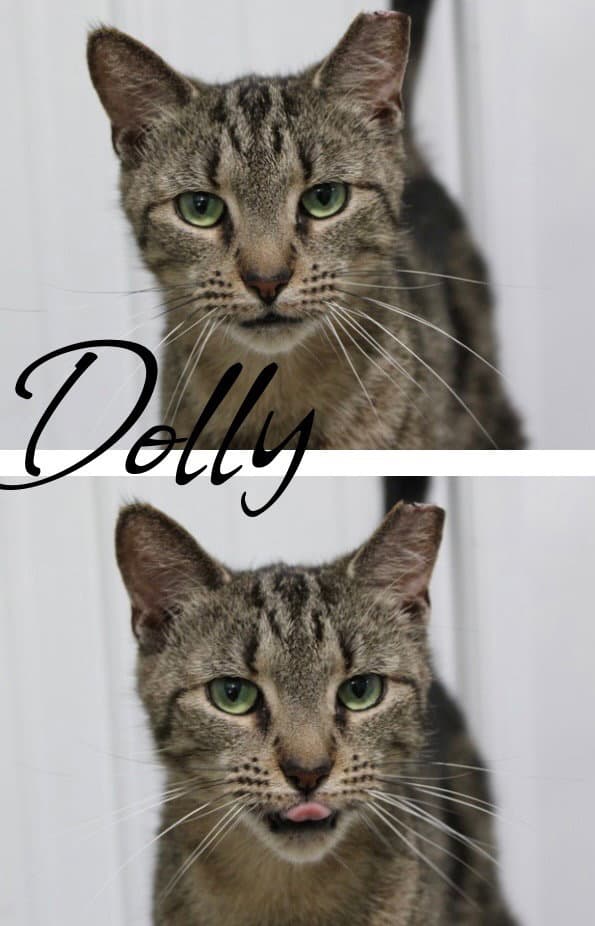 Dolly - Domestic Short Hair