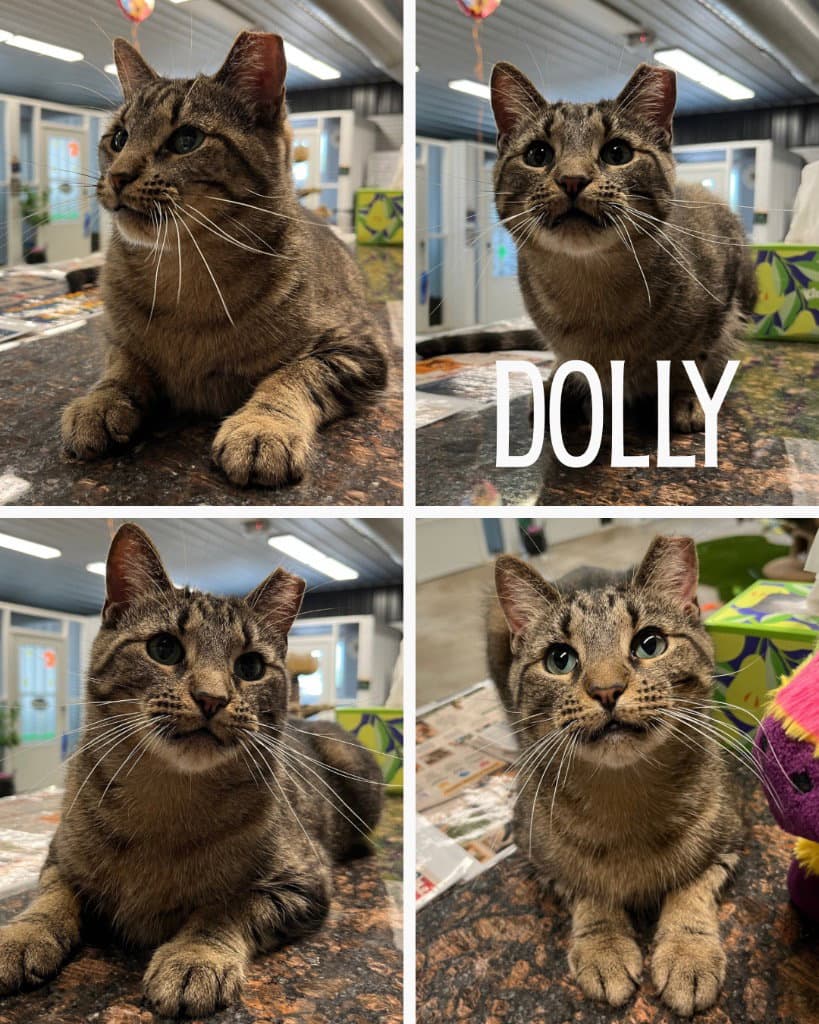 Dolly - Domestic Short Hair