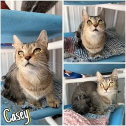 Casey- Herpes - Long Term Resident image 1
