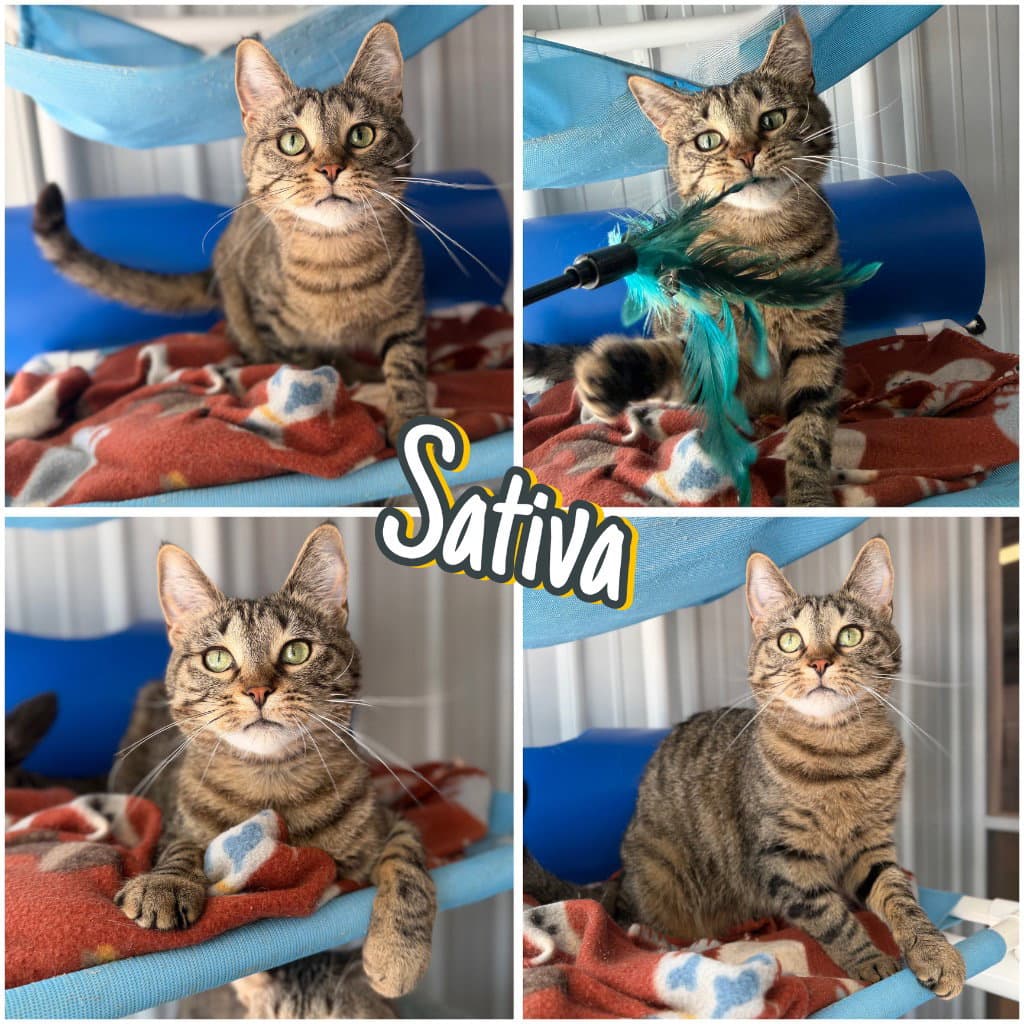 Sativa - Herpes- Long Term Resident - Domestic Short Hair