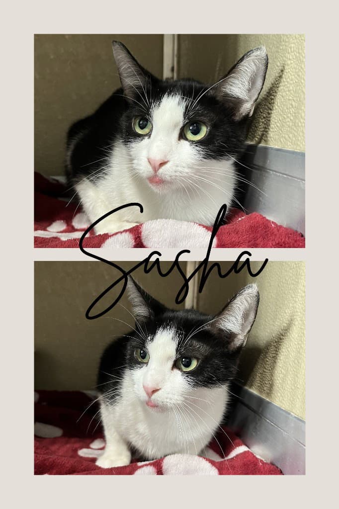 Sasha - Retired Momma - Domestic Short Hair