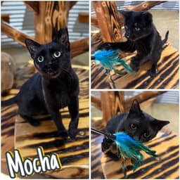 Mocha image 1