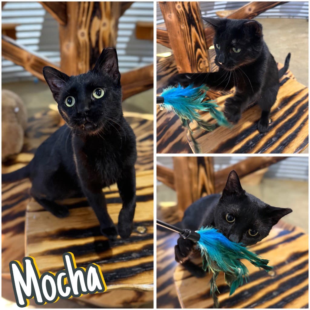 Mocha - Domestic Short Hair