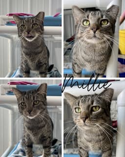 Millie image 1