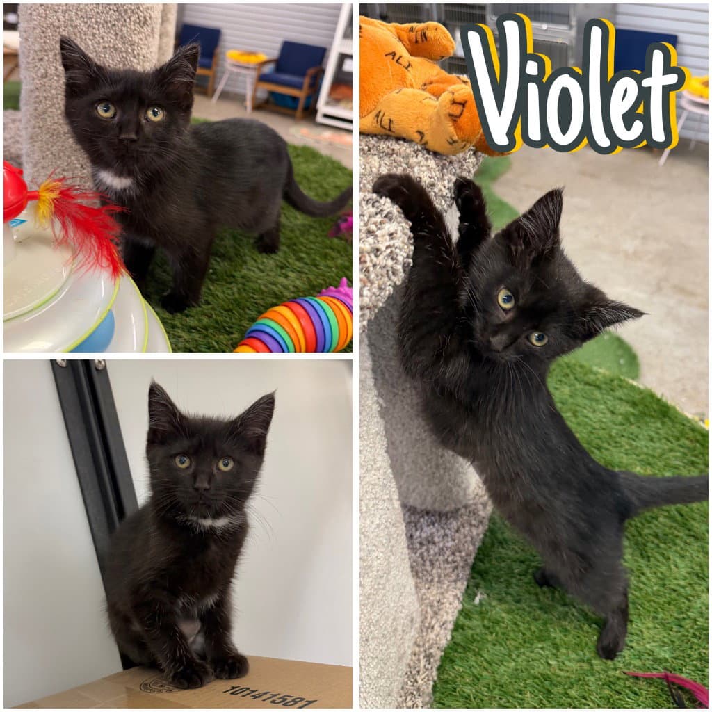 Violet - Domestic Short Hair