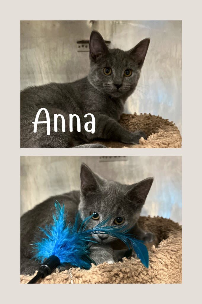 Anna-Barn - Domestic Short Hair