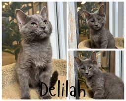 Delilah- Barn image 1